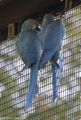 Spix's Macaws
