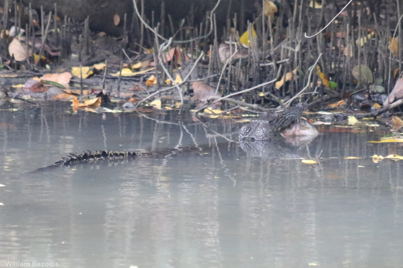 Saltwater Crocodile with Fish