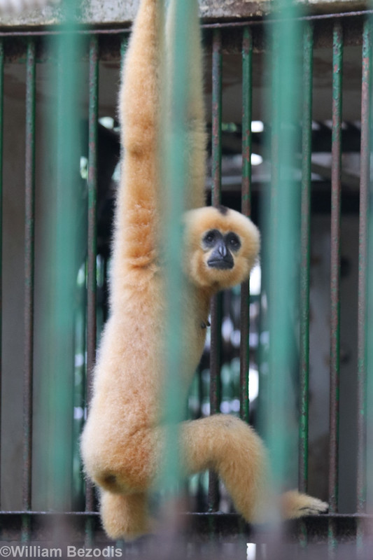 Buff-cheeked Gibbon