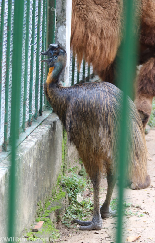 Northern Cassowary in Camel Enclosure