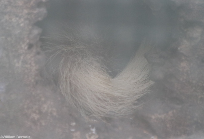 Burmese Ferret Badger Tail