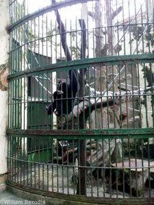 Pileated Gibbon Enclosure