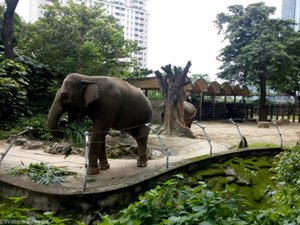 Elephant Enclosure