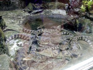 Siamese Crocodiles