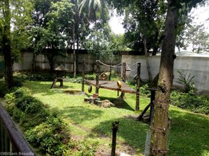 Orangutan Enclosure
