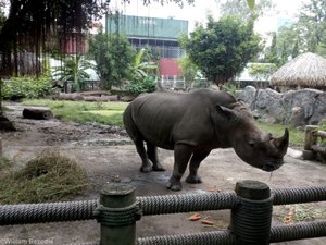 White Rhino Enclosure