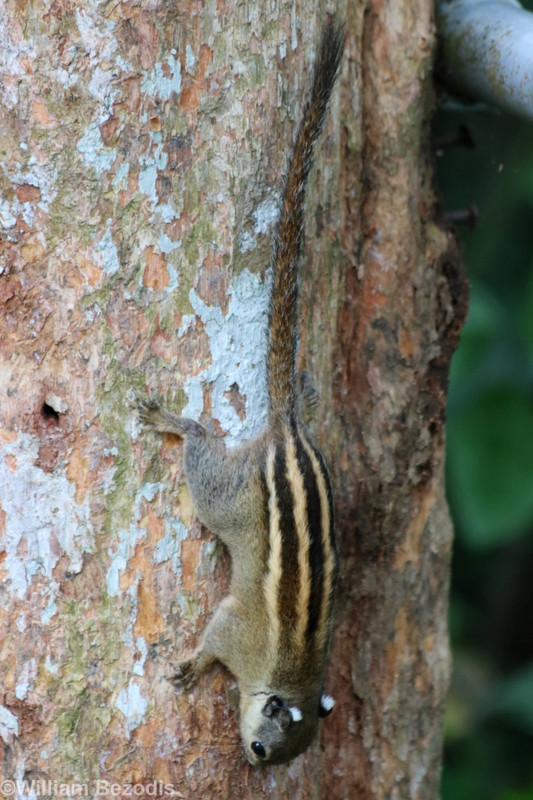Cambodian Striped Squirrel