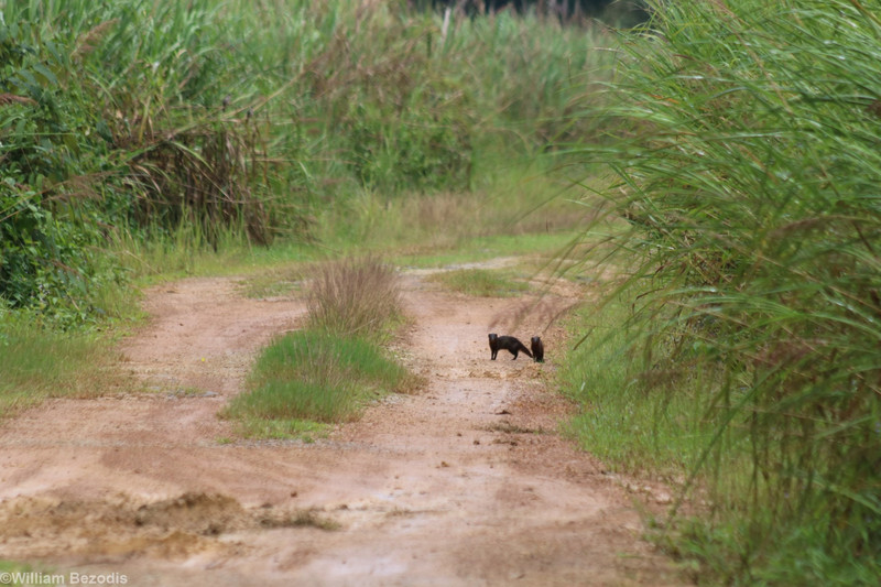 Mongooses on the Road