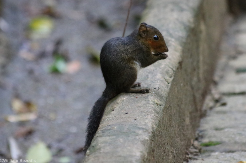 Red-cheeked Squirrel