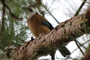 White-faced Jay