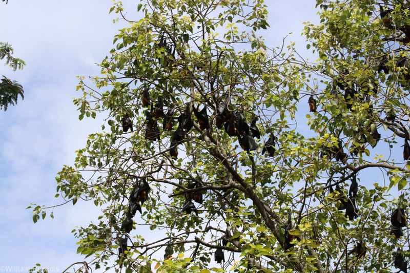Lyle's Flying Foxes