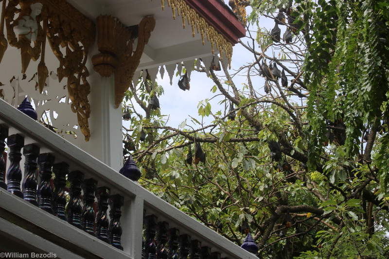 Flying Foxes at the Wat
