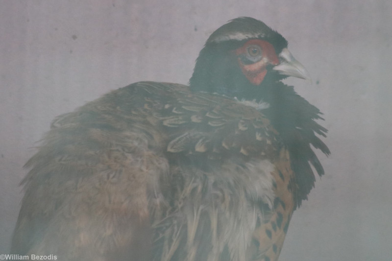 karpowi Ring-necked Pheasant
