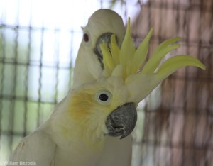 Abbott's Lesser Sulphur Crested Cockatoo
