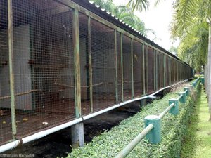 Cages with Pairs of Ring-necked Parakeets