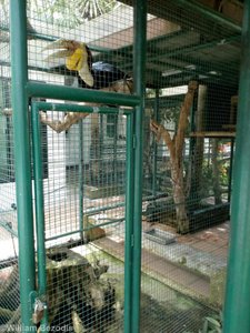 Wreathed Hornbill Enclosure