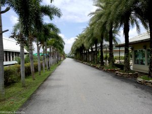 Palm-lined Avenue