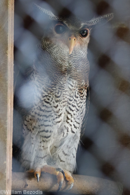 Spot-bellied Eagle-owl