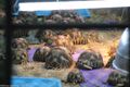 Numbered Tortoises