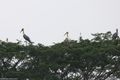 Wild Storks
