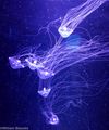 Small-fringed Jellyfish