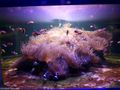 Anemone and Clownfish Tank