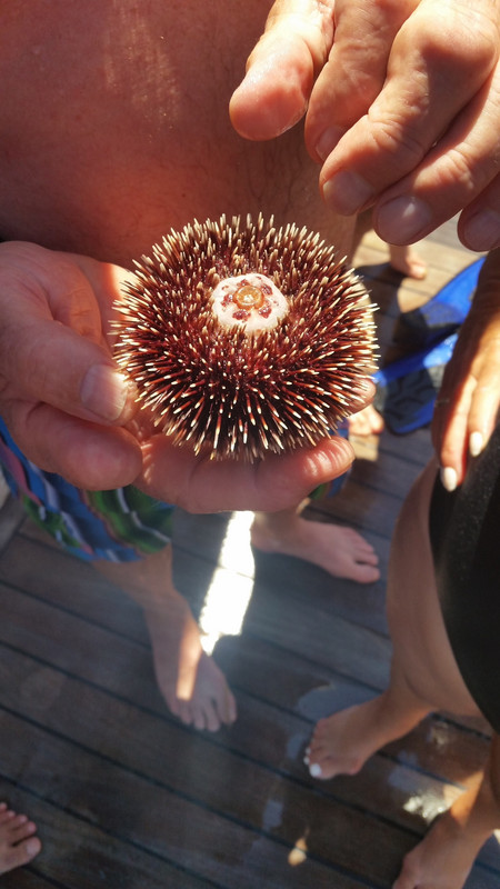 Local Sea Urchin