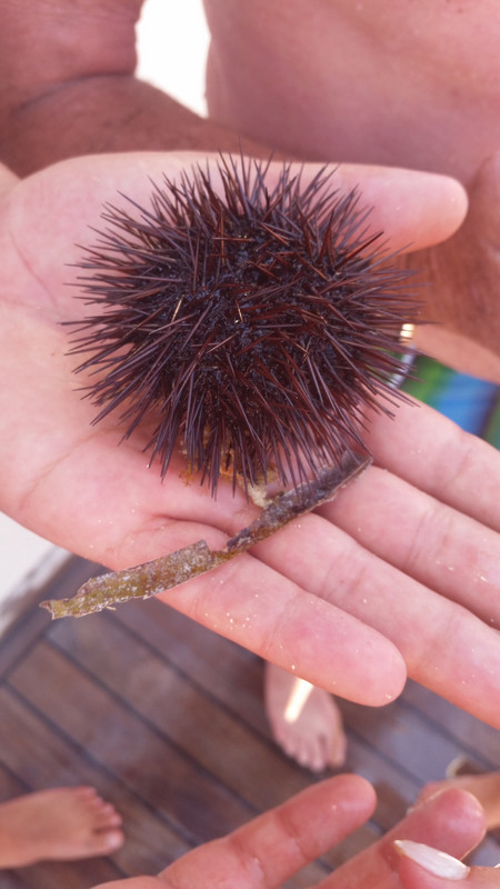 Another Urchin