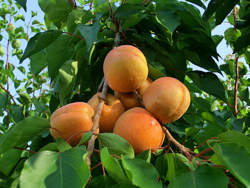 Apricots everywhere