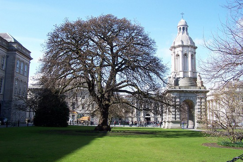 Bell tower &amp; Oregon maple at Trinity College