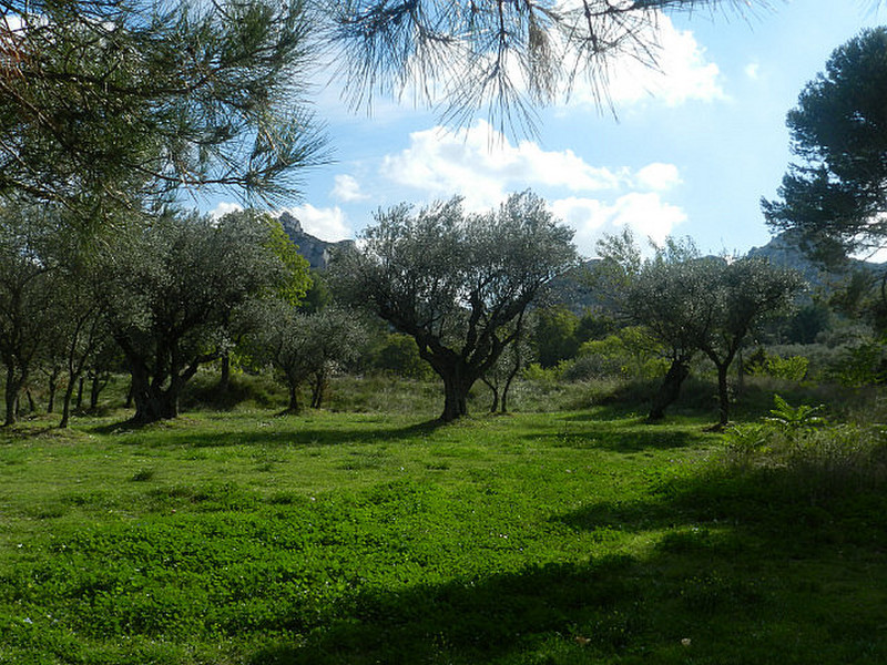 A Van Gogh view through an olive tree grove