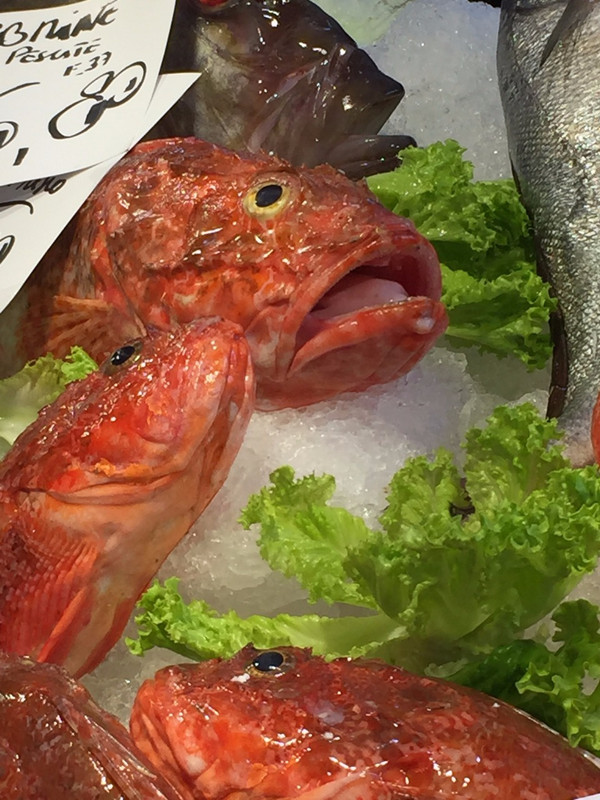 Pesce at the Rialto Fish Market. Say what?
