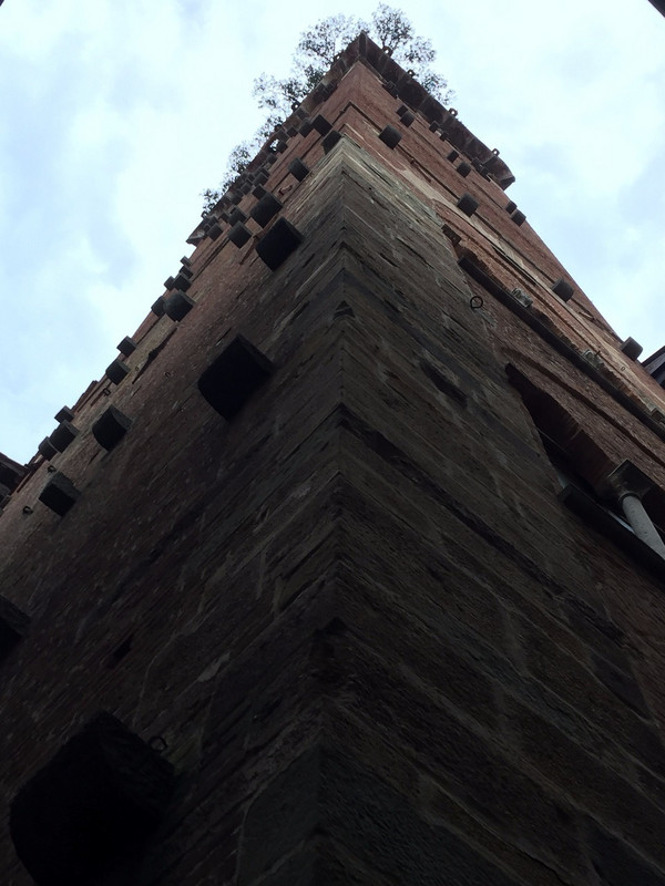 Looking up from base of Guinigi Tower