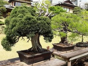 Happo-en Garden -Bonsai