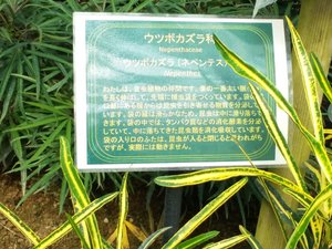 Plants at Greenhouse of Shinjuku Park