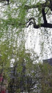 Weeping cherry blossom  near lake