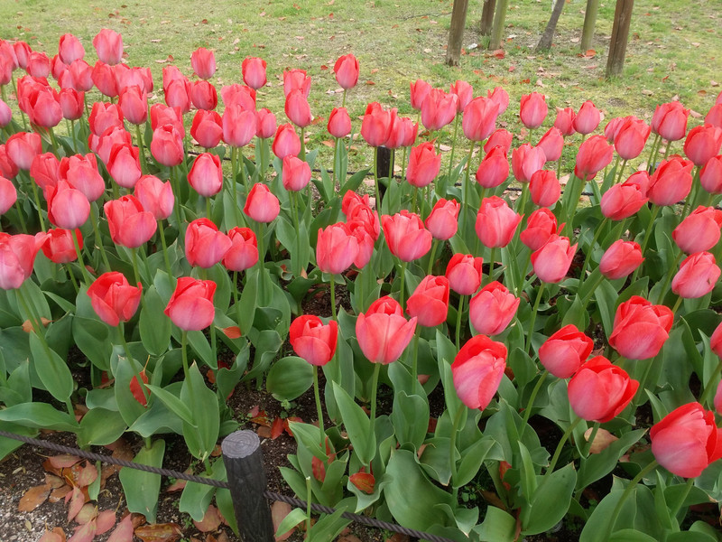 Tulips in Garden near Peace Park