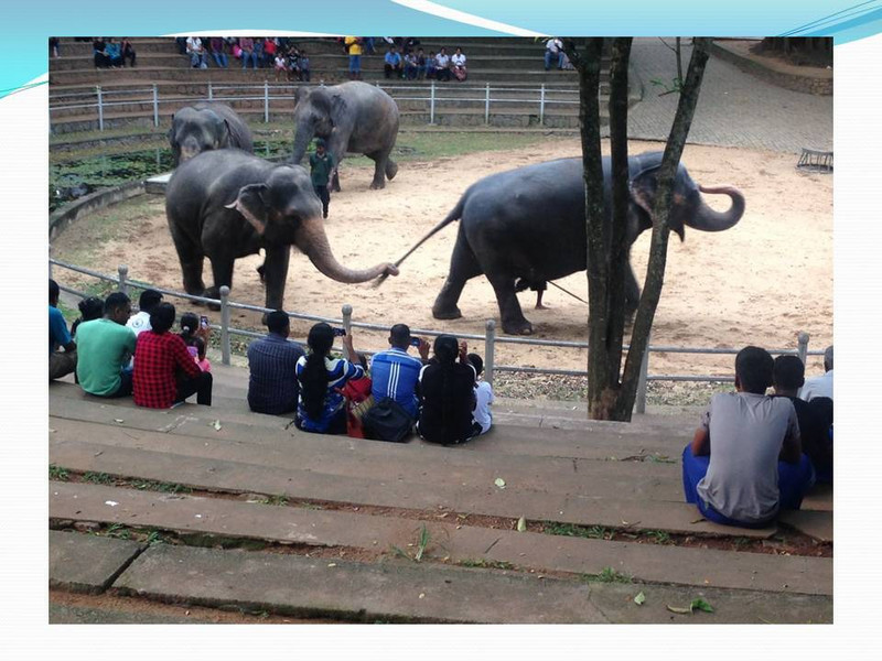 National Zoo, Dahiwala 