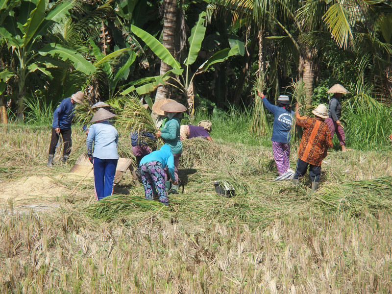 Working in the rice fields