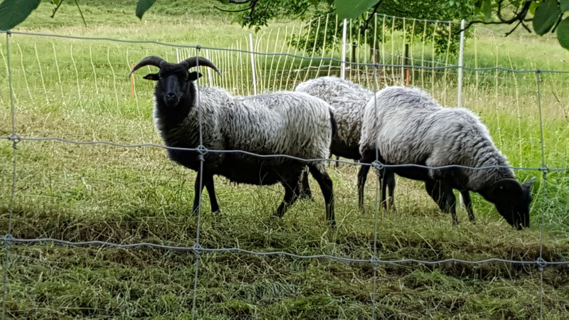 Sheep on our Home Farm