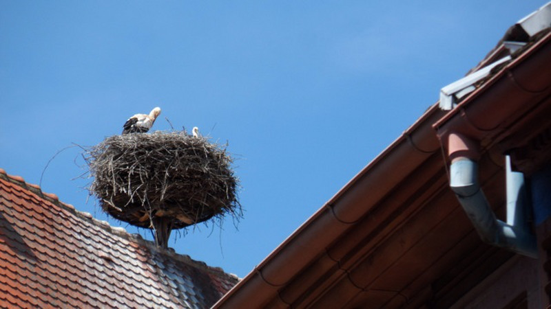 Stork nest in Ribeauville