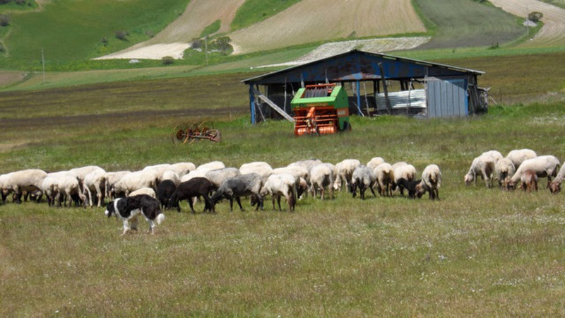 Sheep and dogs at work