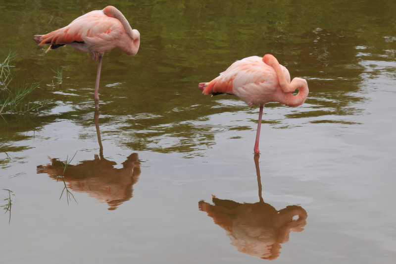 sleeping flamingoes