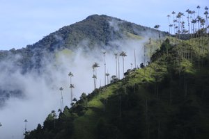 Valle de Cocora