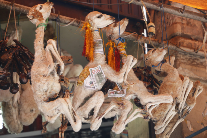 Baby Llamas Used For Offerings