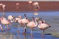Laguna Colorado Flamingos 