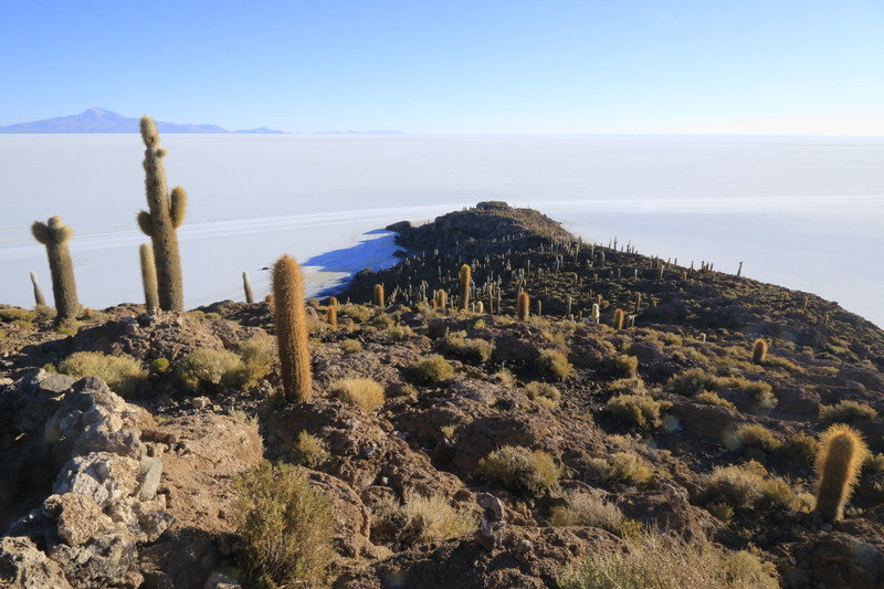 Salt Flat Cactus Island