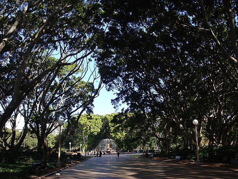 Hyde Park Trees