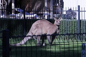 Suburban Kangaroo
