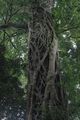Rain Forest Tree
